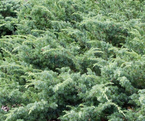 Native Evergreen Shrubs: 4 Gorgeous Greens To Beautify Your Landscape ...