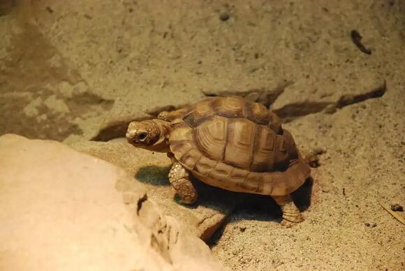 25 Animals with Shells: From Ocean Reefs to Backyard Gardens - NewsBreak