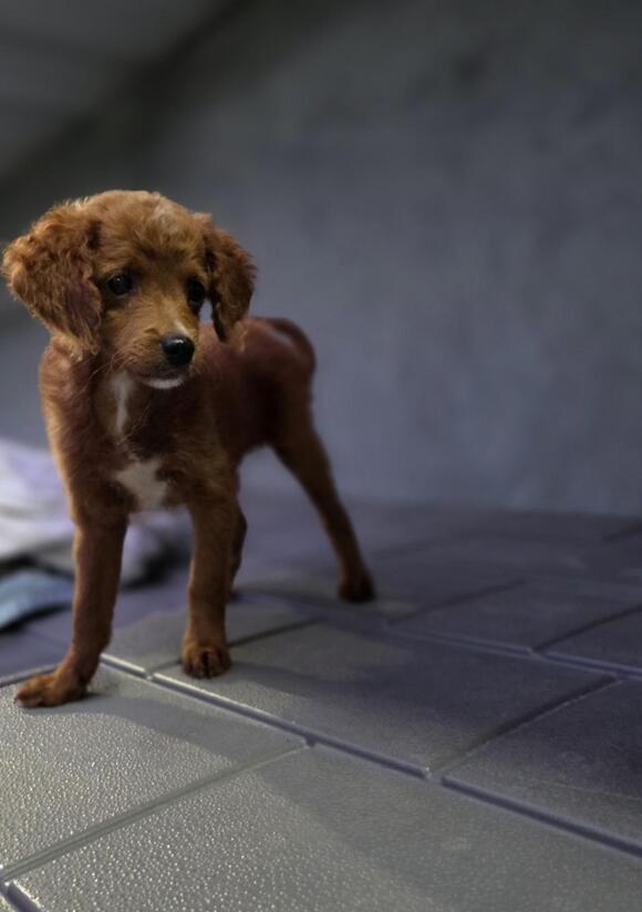🐶 Playful Doodle & Spaniel Puppies Ready for Adoption in Shirley NY ...