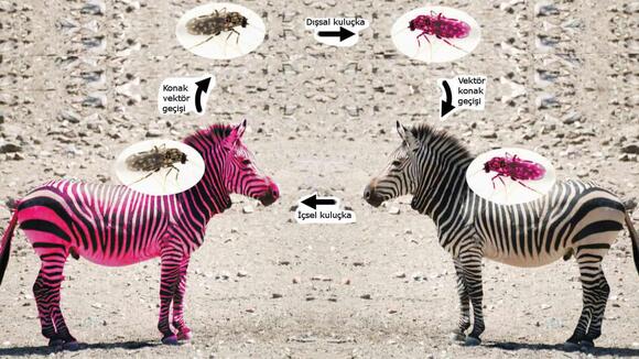 How Climate Change Is Affecting Zebra Migration - NewsBreak
