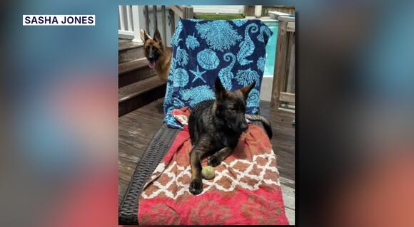 Dog missing after construction material falls on car in Virginia Beach ...