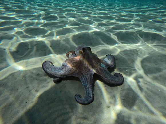 The Surprising Intelligence of Octopuses Explained - NewsBreak