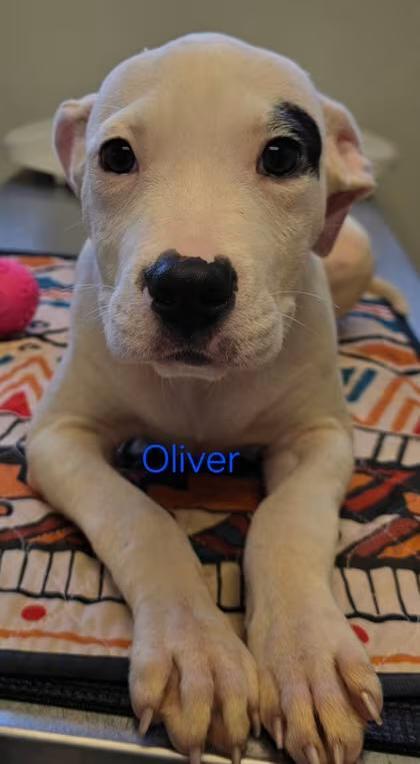 🐶 Playful Pit Bull Puppies Ready for Adoption in Burton, MI - NewsBreak