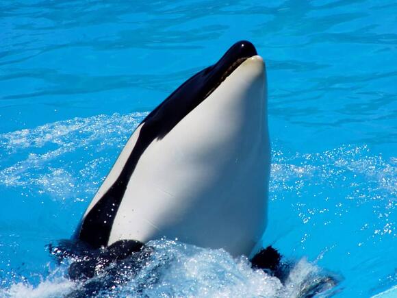 The Real Reason Orcas Are Called “Killer Whales” - NewsBreak