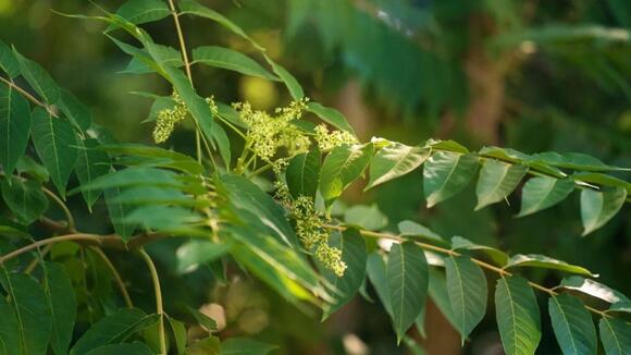 6 Invasive Trees That Will Take Over the Yard If You Let Them - NewsBreak