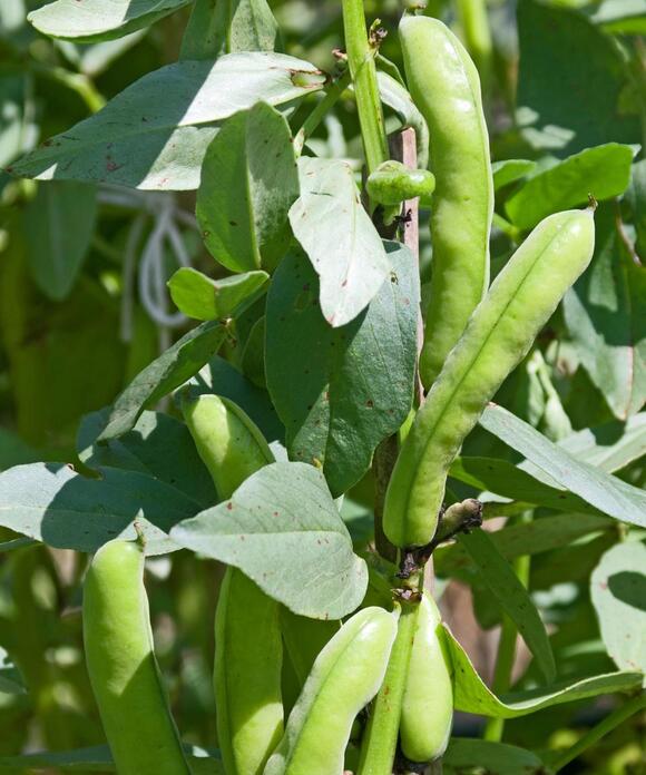 7 Vegetables To Plant In September Prolong The Growing Season With