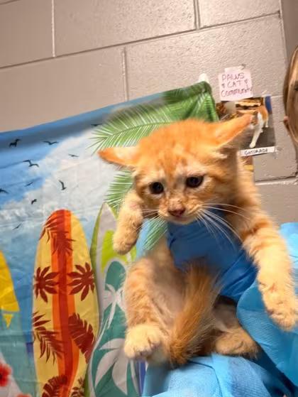 🐱 Playful & Sweet Cats Waiting for Adoption in Anderson, SC - NewsBreak
