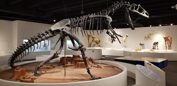 The Case of the Fossil With a Made-Up Name - NewsBreak