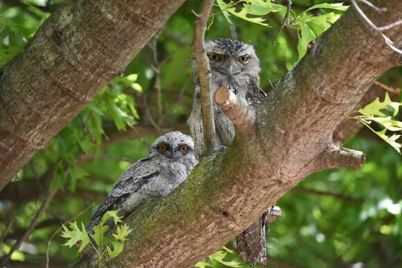 13 Animals Only Found on One Island - NewsBreak