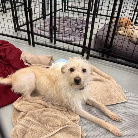 🐶 Playful, Loyal & Loving Dogs Ready for Adoption in Houston - NewsBreak