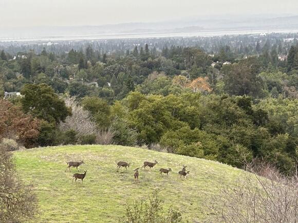 The Best Shady Summer Walks in Sunnyvale and Cupertino (When Inland ...