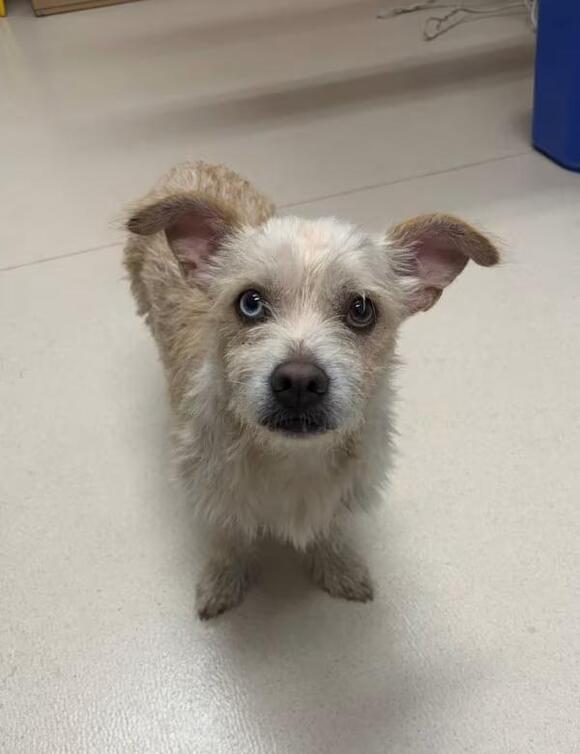 🐶 Playful Pups & Sweet Small Dogs Ready for Adoption in San Luis Obispo ...
