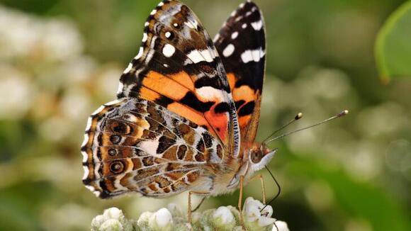 7 Species of US Butterflies That Are Making a Stunning Comeback in