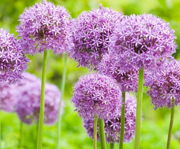 Ultimate Flowering Alliums: 8 Ornamental Alliums For Every Garden