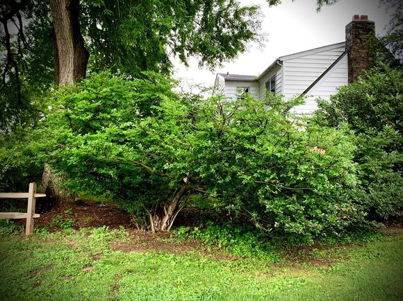 NJ invasive species list 2026: 30 plants that are now banned — is one ...