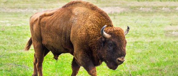 European Bison vs American Bison: 4 Key Differences Explained - NewsBreak