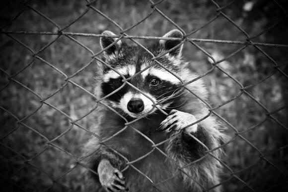 16 Marks Along a Fence Line That Show Which Animals Use It - NewsBreak