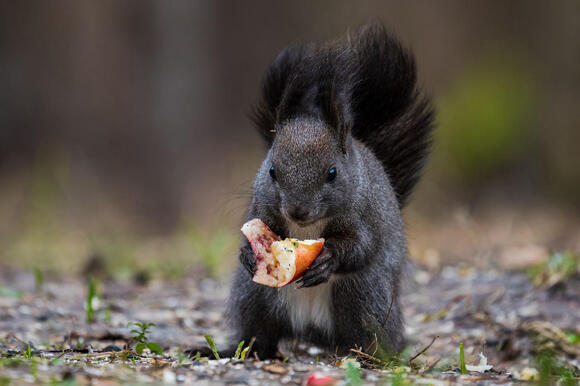 Why Squirrels Forget Half the Acorns They Bury - NewsBreak