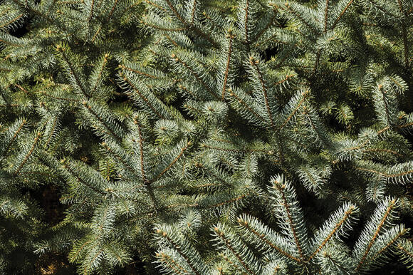 Apache Junction, Pinal County offering free Christmas tree drop-off ...