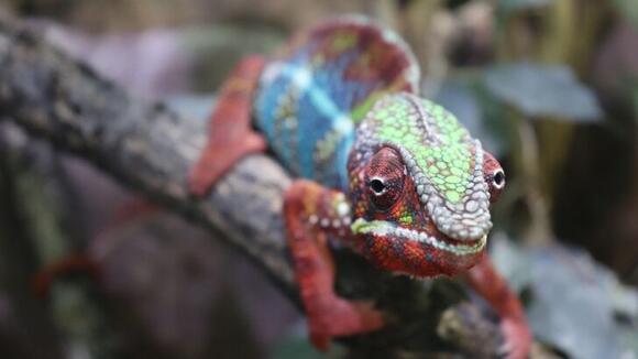 Why Do Some Animals Change Color? The Science Behind Their Amazing ...