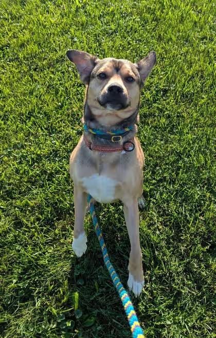 🐶 Loving Danville Dogs Ready Now for Adoption and New Homes - NewsBreak