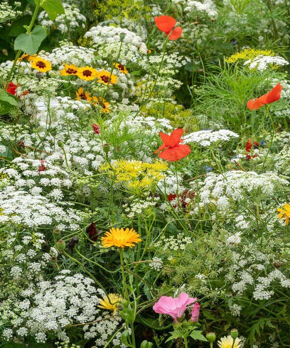 Can you fertilize wildflowers? Experts share how to keep your wild