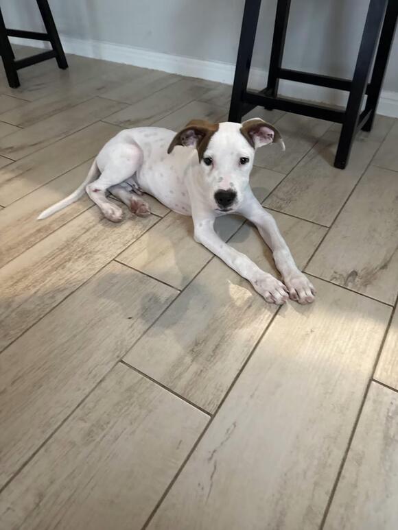 🐶 Playful, Gentle & Loyal Dogs Ready for Adoption in Austin - NewsBreak