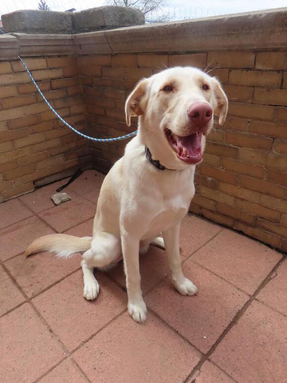 🐶 Playful & Loving Dogs Ready for Adoption in Madison, IN - NewsBreak