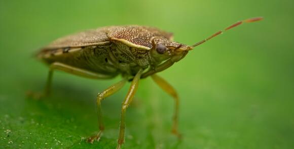 Deadly kissing bug disease has been found in 32 states, including ...