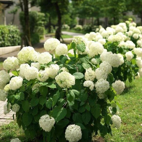 jimmy-fallon-s-hydrangea-garden-sets-the-new-standard-for-minimalist