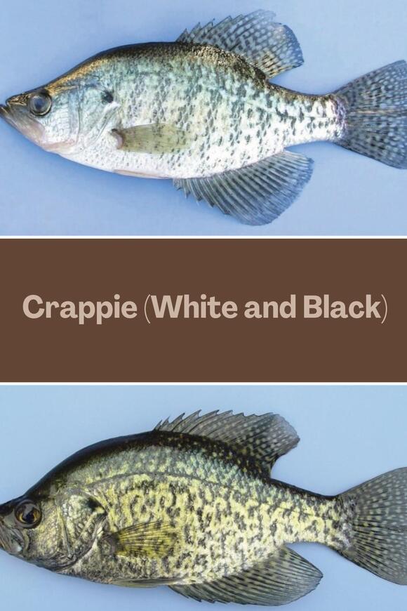 27 Fish in Texas: Identification Guide for Freshwater and Saltwater ...