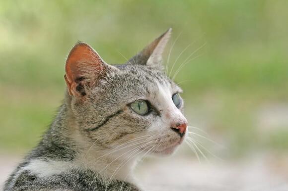 8-little-known-cat-facts-that-will-completely-change-how-you-see-your