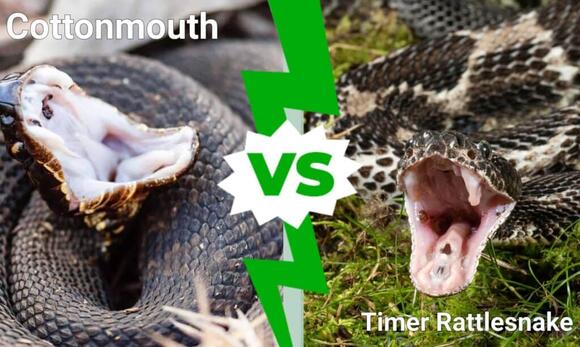 Cottonmouth Vs Timber Rattlesnake: 5 Key Differences - NewsBreak
