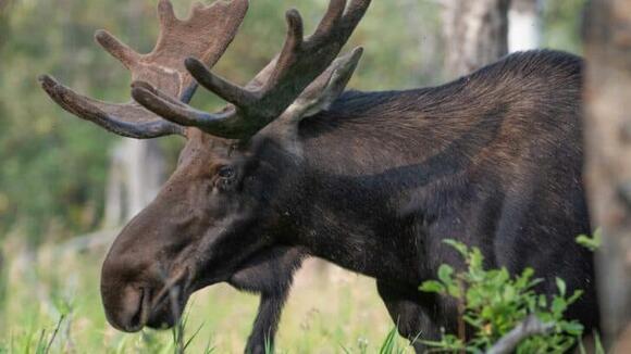 Moose Attacks Woman and Dog at Anchorage Park - NewsBreak