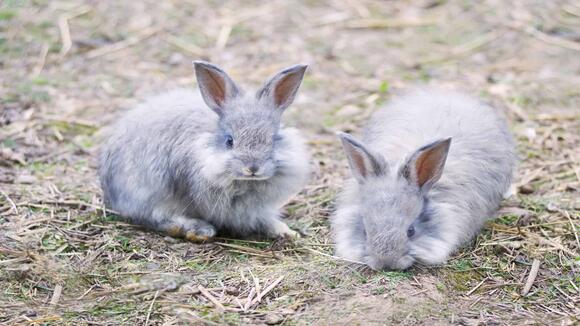 Everything You Need to Know About Angora Rabbits - NewsBreak