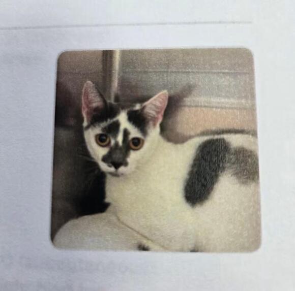 🐱 Friendly Mount Airy Cats Ready for Adoption and Love - NewsBreak