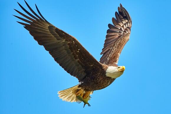 The Fiercest Claws in the Raptor Family - NewsBreak