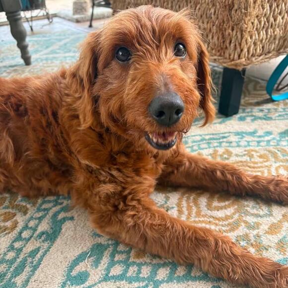 🐶 Playful Pups and Sweet Seniors Ready for Adoption in Rochester ...