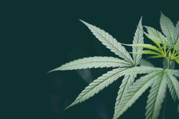 DOJ Urges Appeals Court to Reject Attempt to Block Marijuana ...