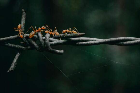The Most Efficient Insect Hunters – Nature’s Top Predators - NewsBreak