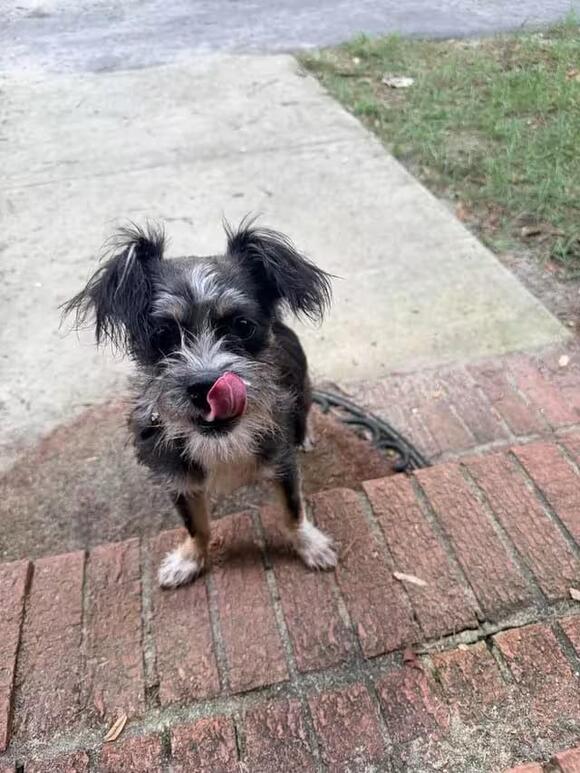 🐶 Playful & Sweet Dogs Ready for Adoption in Lexington, SC - NewsBreak