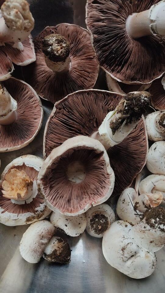 Stop Washing These Foods Before You Store Them - NewsBreak