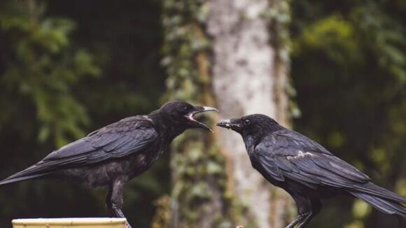 Why Crows Can Remember Your Face for Years (And What They Do With That ...