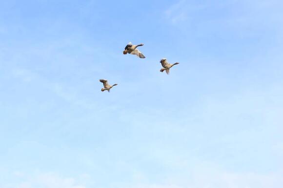 Migratory Bird Hunting Laws in New Hampshire: Seasons, Licenses and ...