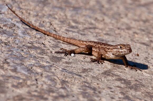 How Do Reptiles Survive Cold Weather: Secrets Revealed