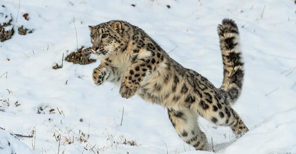 Clouded Leopard vs Snow Leopard: 3 Primary Differences Explained ...