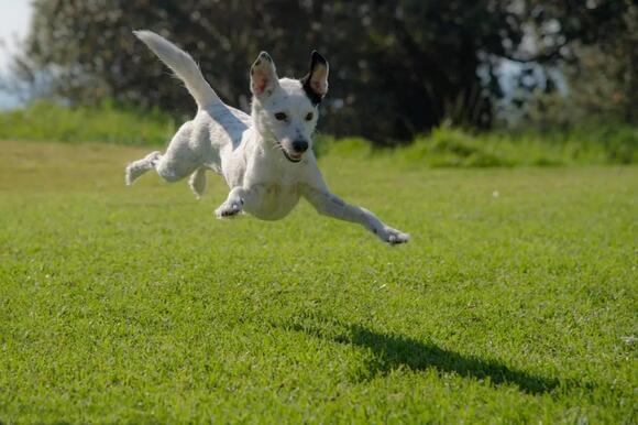Why Dogs Circle Before Lying Down, Even on Flat Floors - NewsBreak
