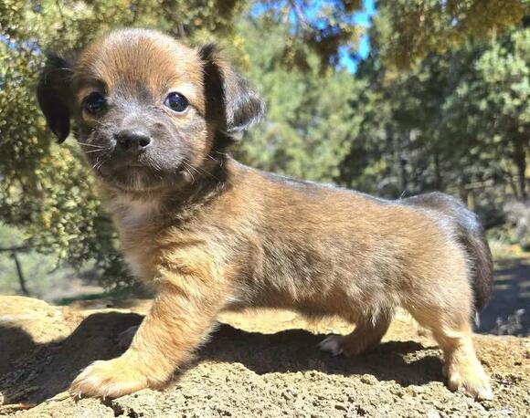 🐶 Playful & Loving Dogs Ready for Adoption in Bend, Oregon - NewsBreak