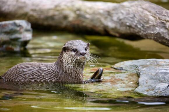 Woman Attacked By An Otter While Watching Friend Run A Marathon - NewsBreak