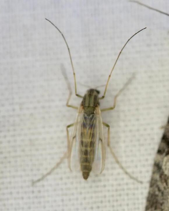 10 Biting Insects in Connecticut: Symptoms, Identification, and ...